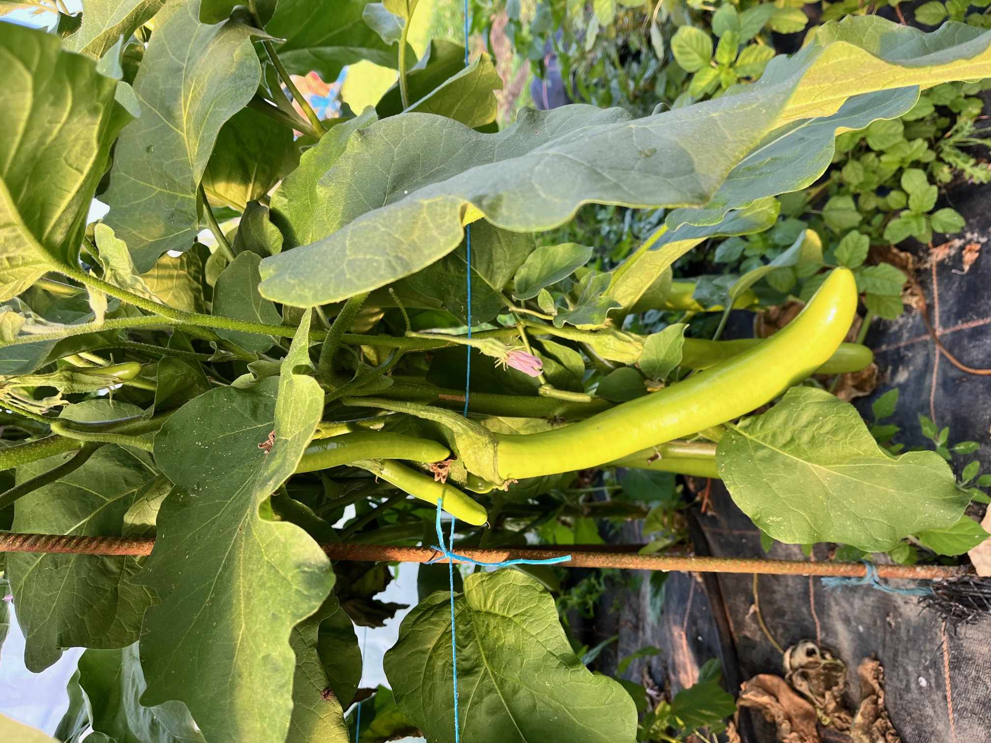 Aubergine chinoise verte